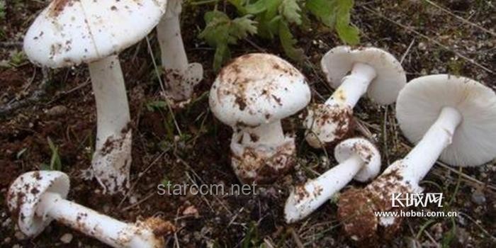“毒蘑菇”之殇：探索食物中毒背后的警示
